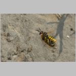 Philanthus triangulum - Bienenwolf w38g beim Nestanflug mit Honigbiene - Sandgrube OS-Wallenhorst.jpg
